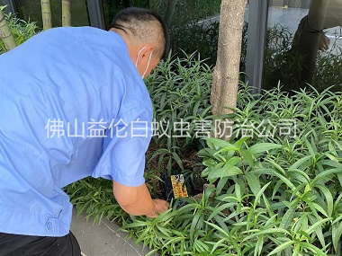 大瀝園林滅治白蟻工程